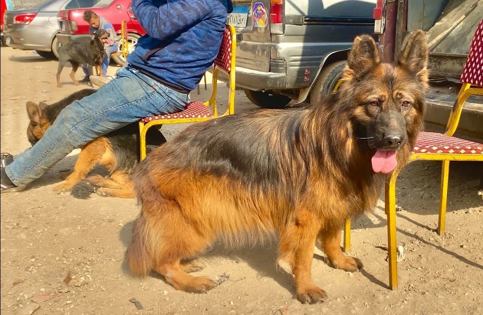 شرطي ينهي خطر مجرم و كلبه